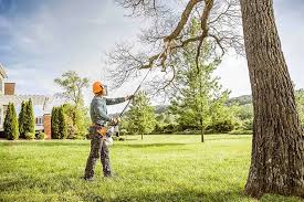 Best Hazardous Tree Removal  in Delta, CO