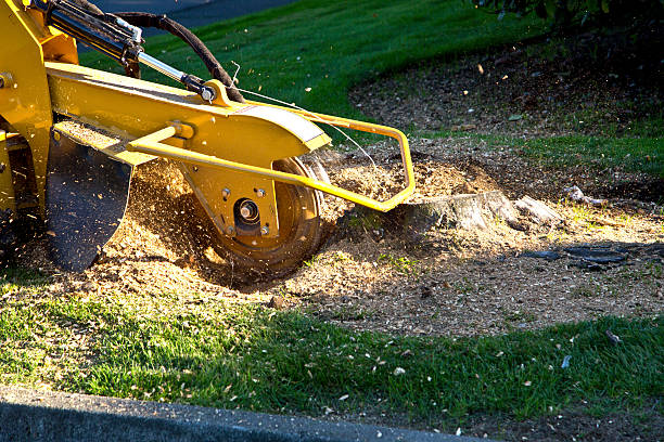 Best Tree Trimming and Pruning  in Delta, CO