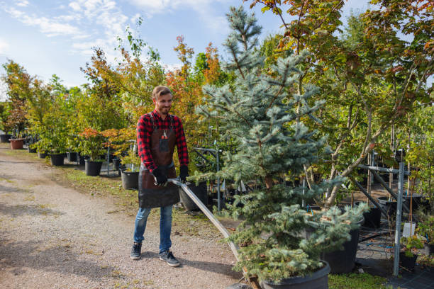 Best Emergency Tree Removal  in Delta, CO